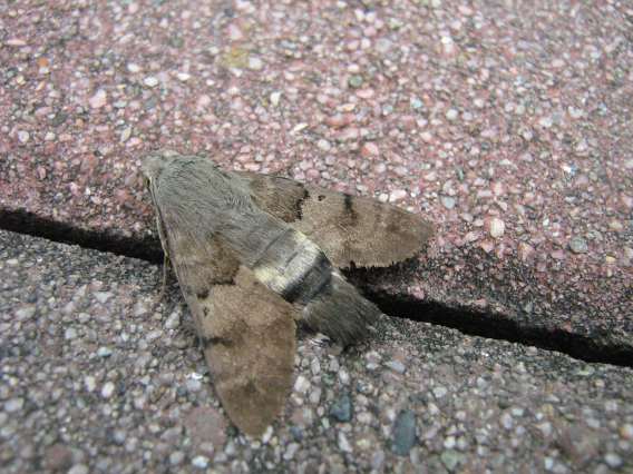 macroglossum stellatarum...immobile!