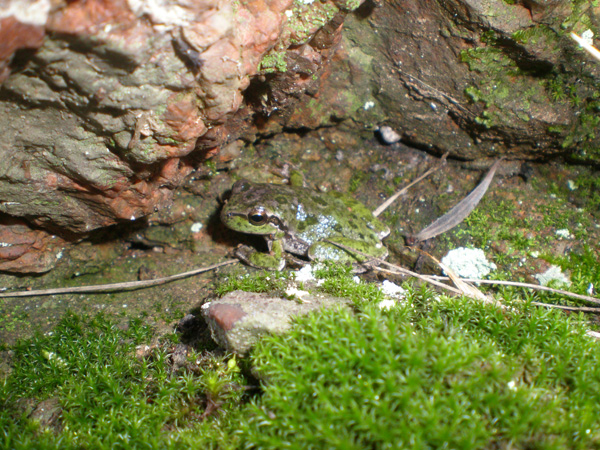 Hyla sarda (varianti cromatiche)