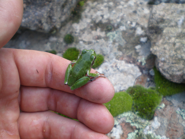 Hyla sarda (varianti cromatiche)