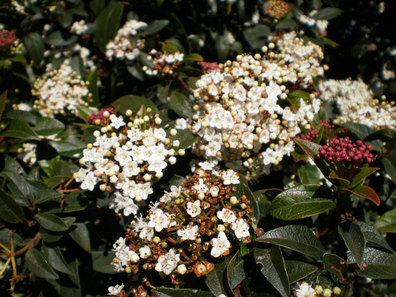 Viburnum tinus / Viburno-tino