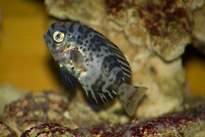 Identificazione (giovanile Schedophilus ovalis)