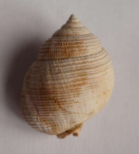 Demoulia conglobata (Brocchi, 1814)  - Pliocene - Asti