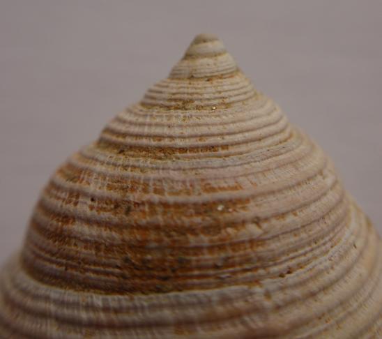 Demoulia conglobata (Brocchi, 1814)  - Pliocene - Asti