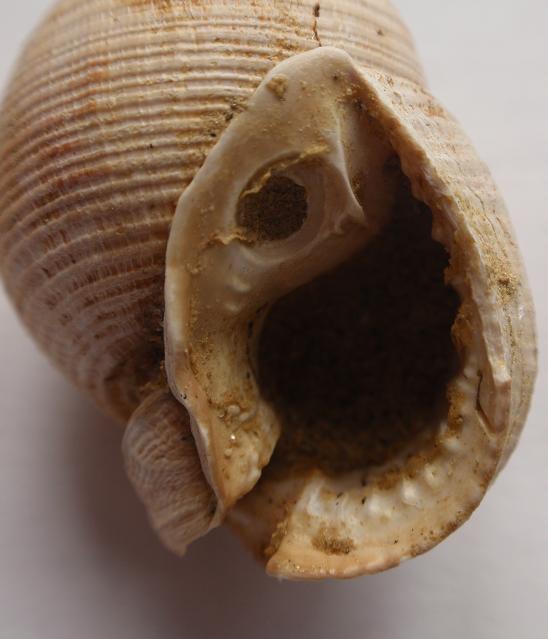 Demoulia conglobata (Brocchi, 1814)  - Pliocene - Asti
