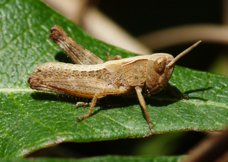 Ninfa di Acrididae