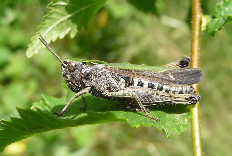 Omocestus rufipes