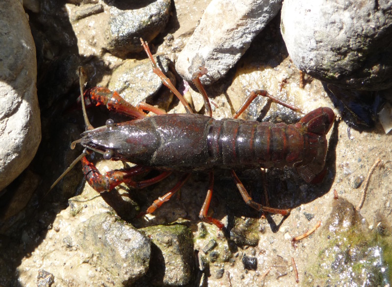 Procambarus clarkii