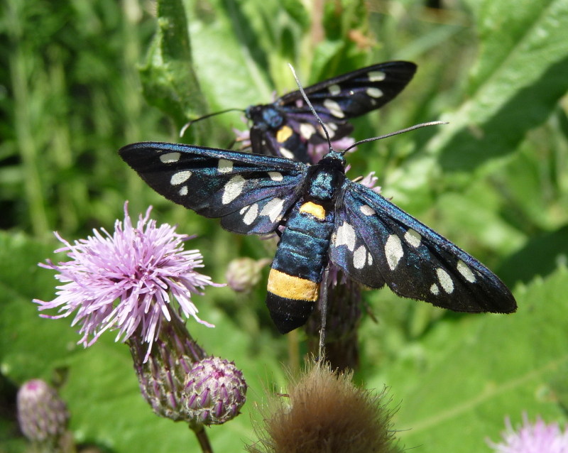 Amata phegea ?