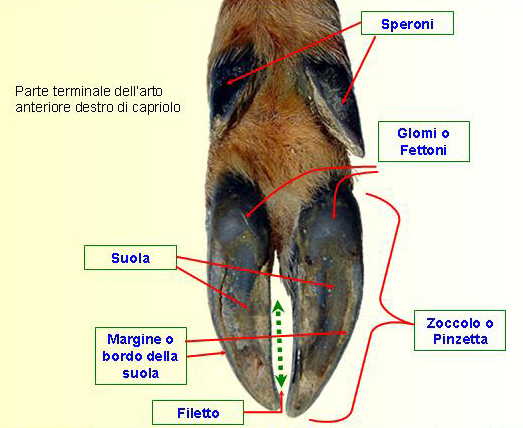 Le impronte degli ungulati.