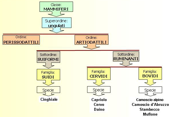 Le impronte degli ungulati.