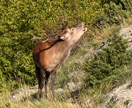 Suoni e rumori, ... dalla natura!