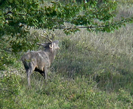 Suoni e rumori, ... dalla natura!