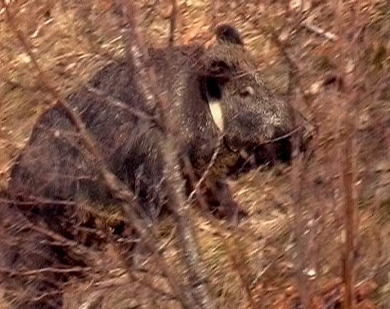PASSIONE PER IL CERVO