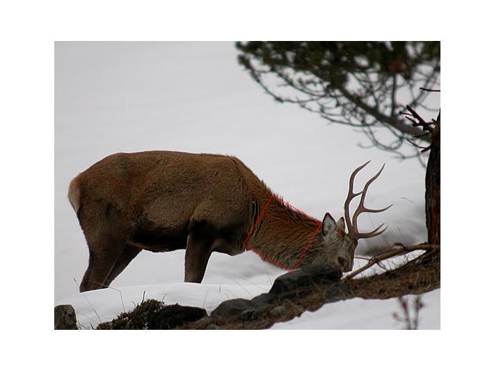 PASSIONE PER IL CERVO