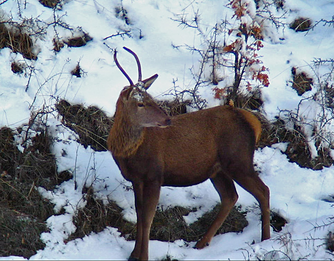 PASSIONE PER IL CERVO