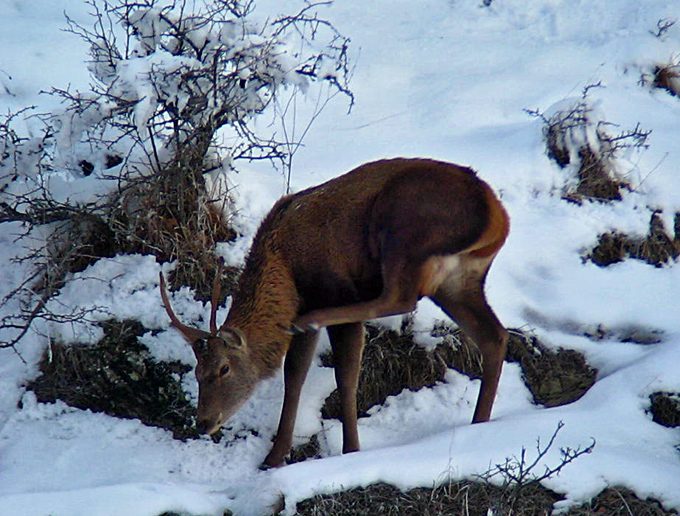 PASSIONE PER IL CERVO