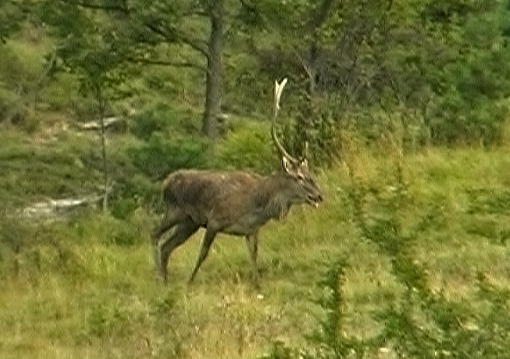 PASSIONE PER IL CERVO