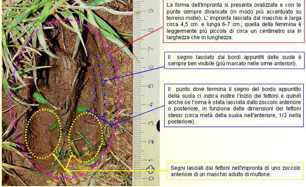 Quiz Impronte di mammiferi!!