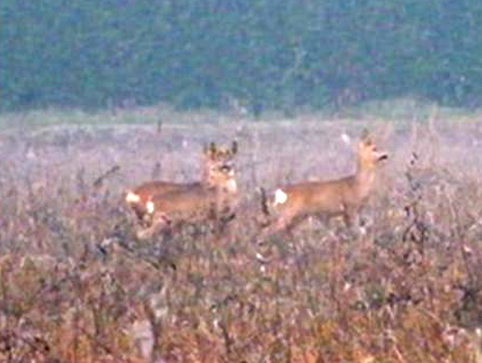 caprioli , riserva La Fagiana Parco del Ticino, lombardia