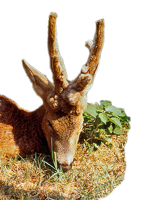 Il Capriolo