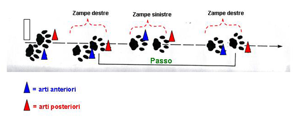 PASSIONE PER IL CERVO