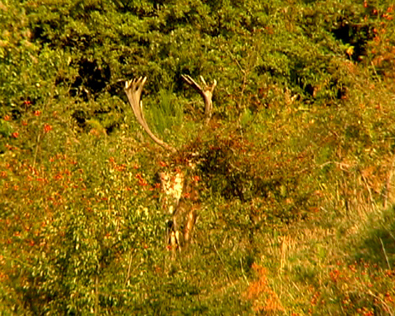PASSIONE PER IL CERVO