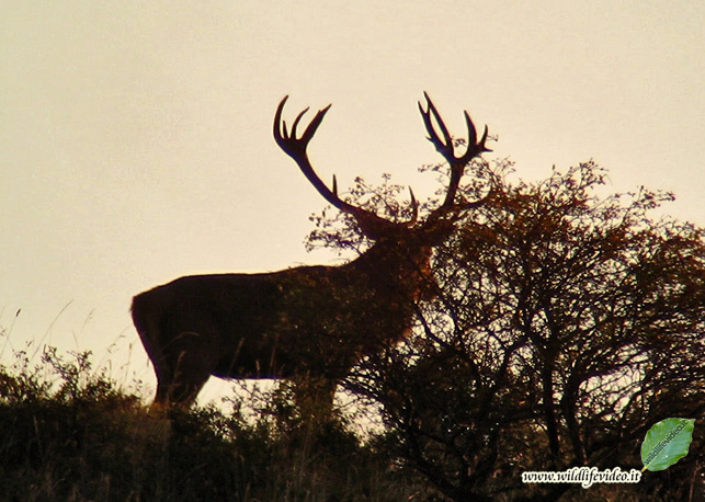 PASSIONE PER IL CERVO