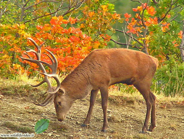 PASSIONE PER IL CERVO