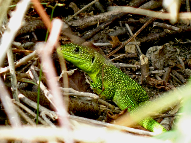Ramarri vari