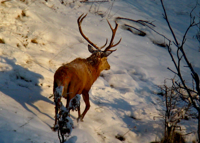 PASSIONE PER IL CERVO