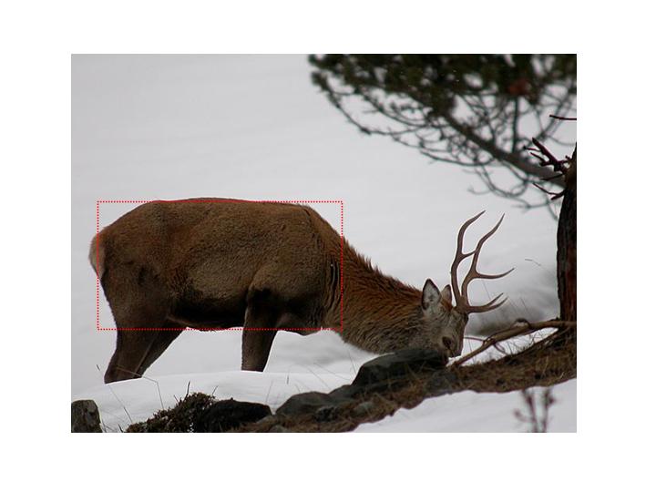 PASSIONE PER IL CERVO