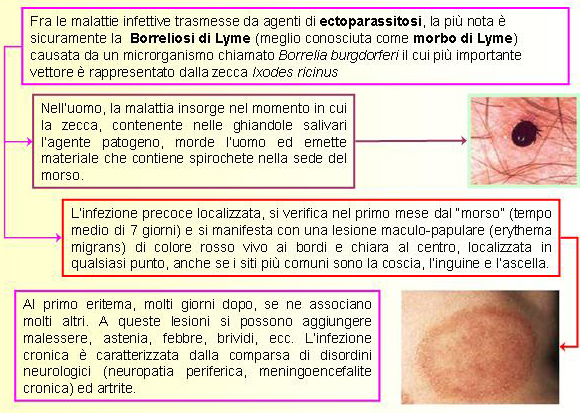 UNGULATI : problema zecche