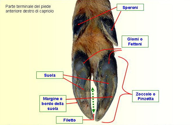 Quiz Impronte di mammiferi!!
