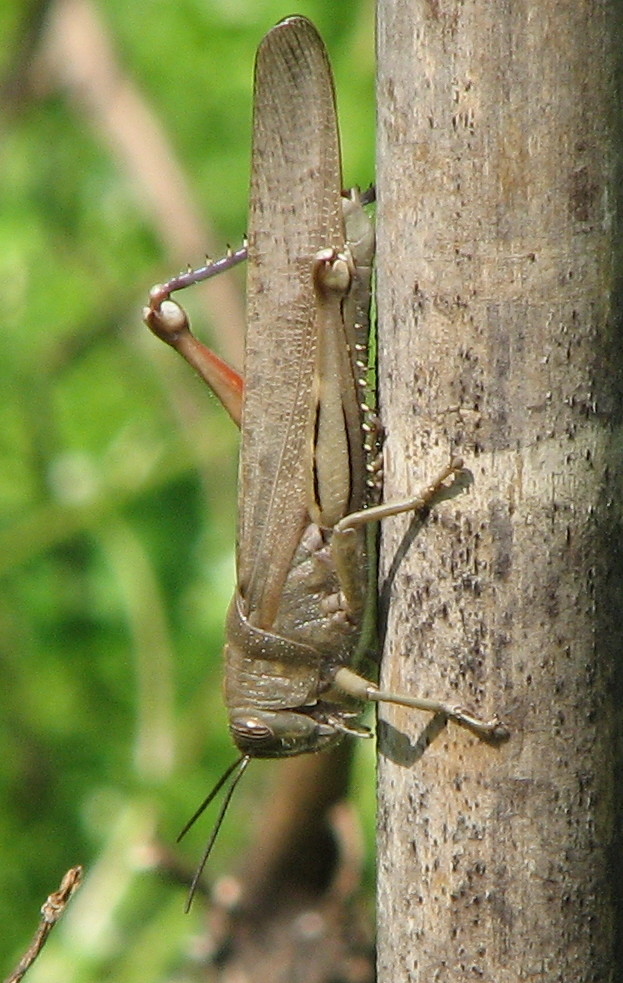 Cavalletta: Anacridium aegyptium