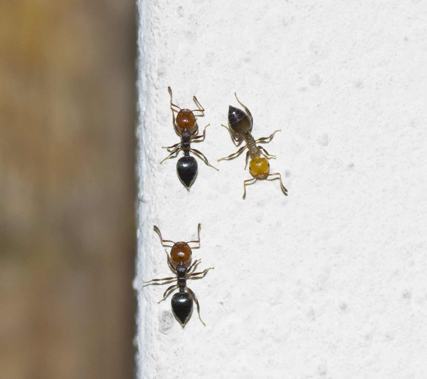 formica bionda: Crematogaster scutellaris fresca di muta