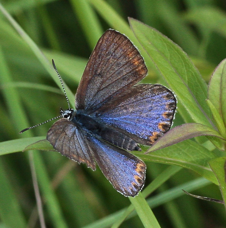 Polyommatus thersites