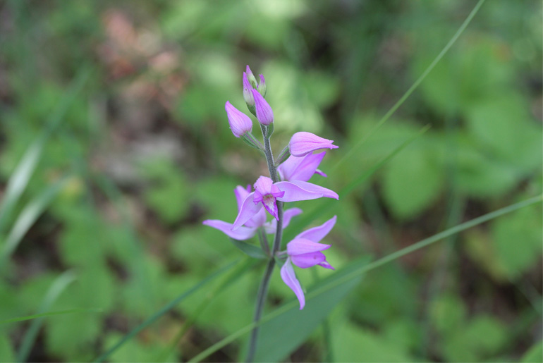 Cephalanthera rubra