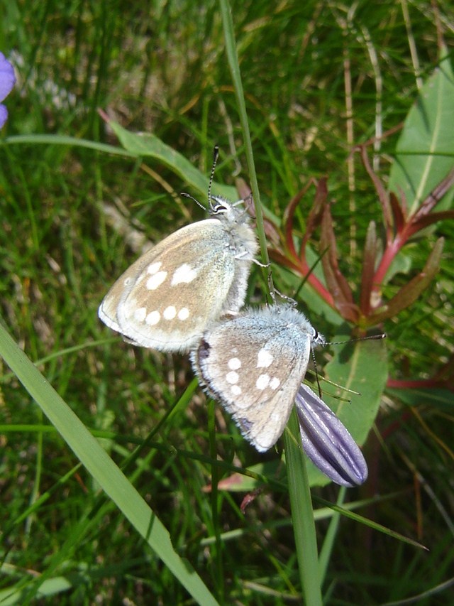 Lepidotteri montani