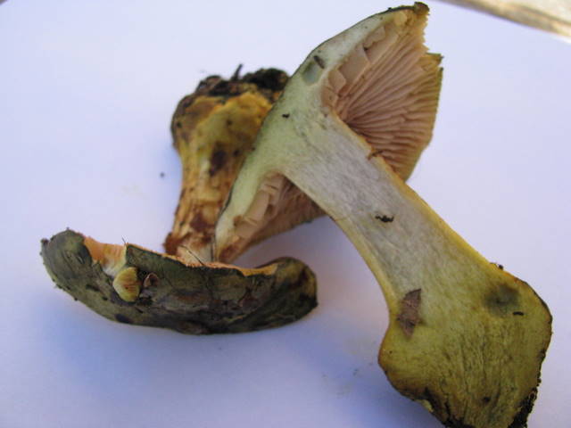 Cortinarius