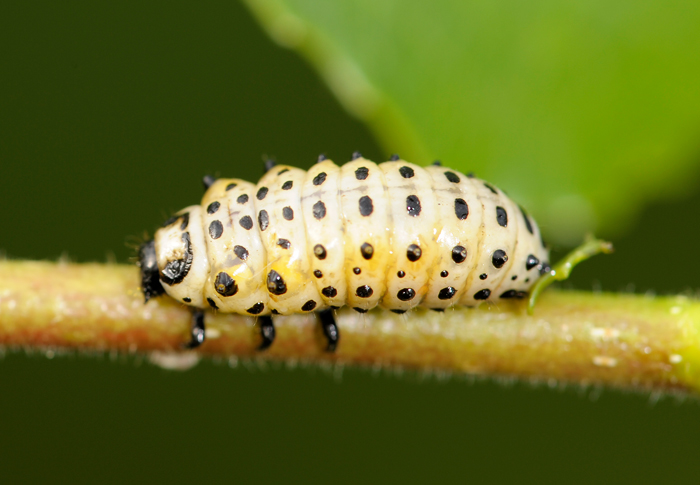 bruco nervoso: Chrysomela populi