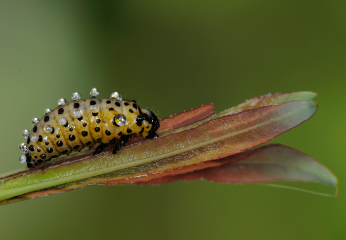 bruco nervoso: Chrysomela populi