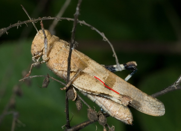 Oedipoda sp.