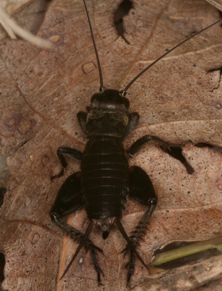 Gryllus bimaculatus (ninfa)