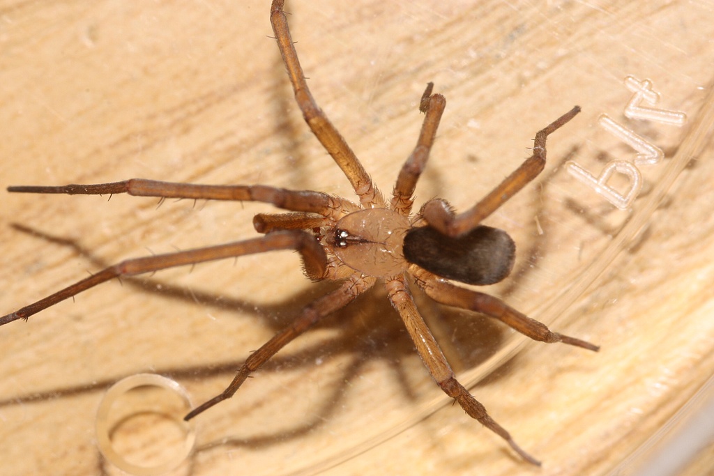 Filistata insidiatrix