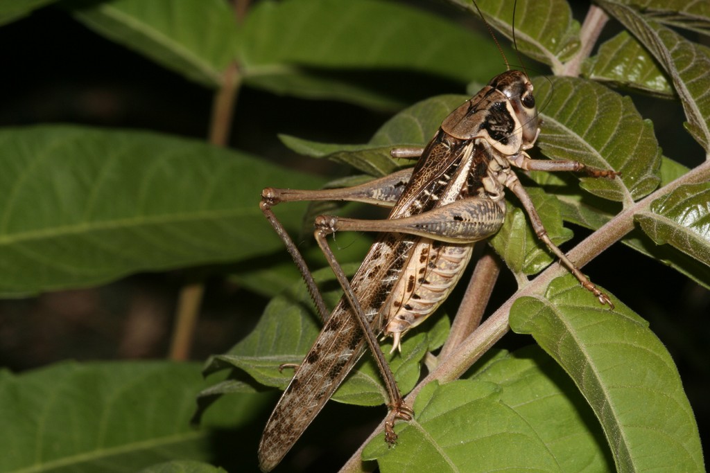 Decticus albifrons in canto (video)
