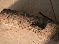 Monochamus saltuarius? galloprovincialis