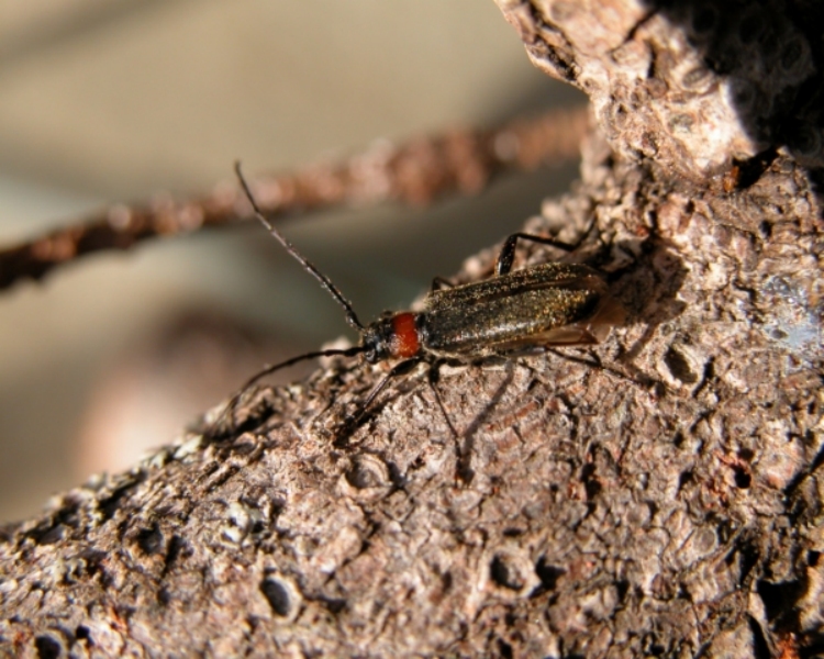 Pronocera angusta