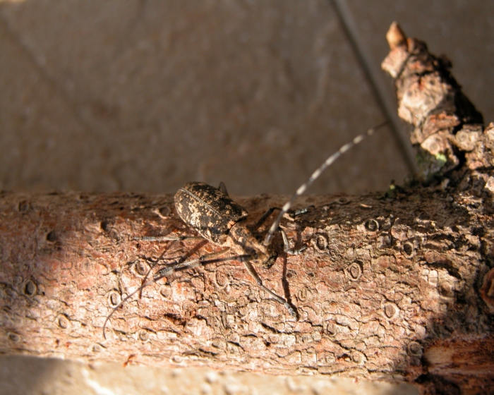 Monochamus saltuarius? galloprovincialis