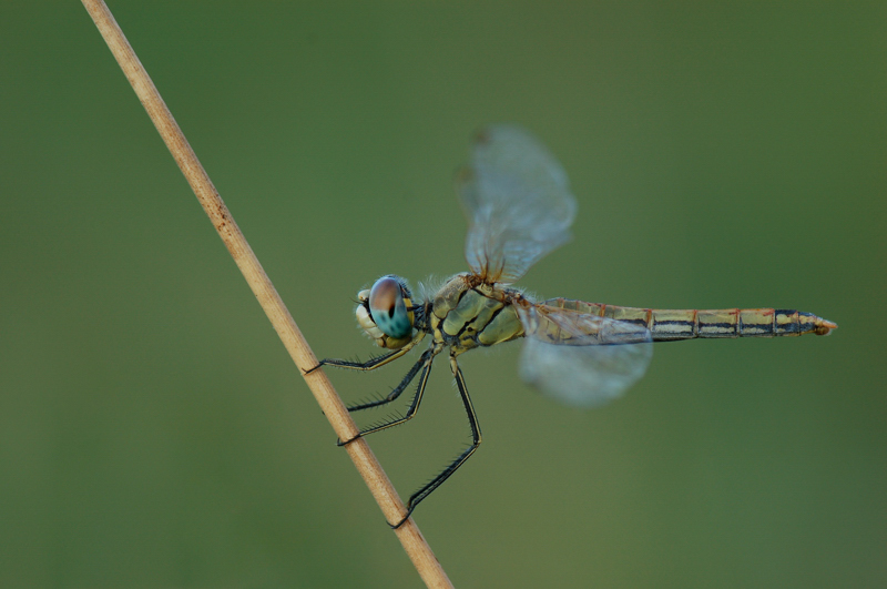Maschio e femmina di sympetrum fonscolombei