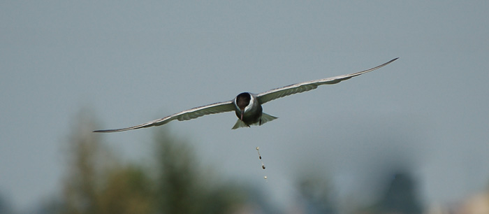Avifauna humor